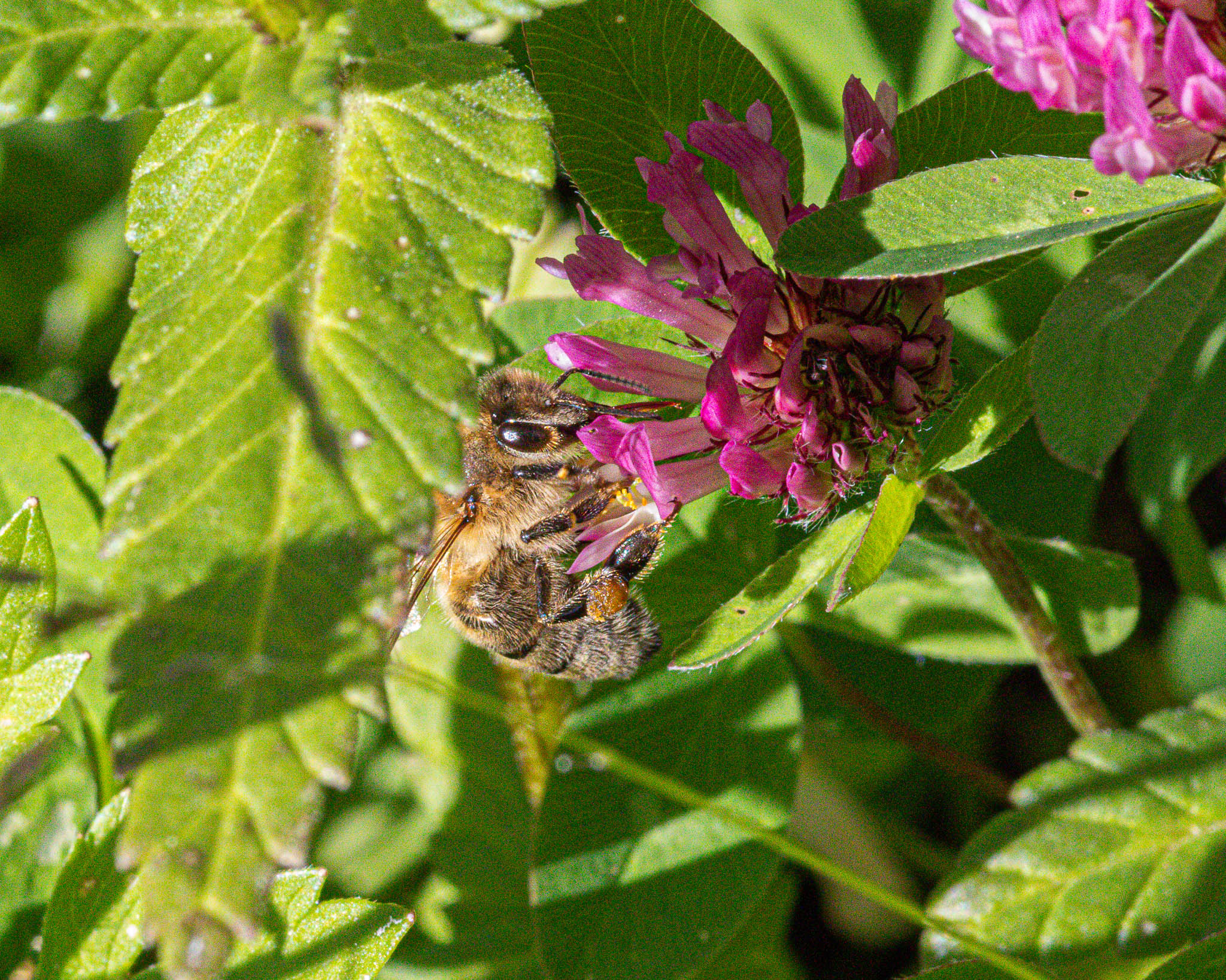 Indulging on a feast of colourful flowers this bee found some red clover to enjoy.