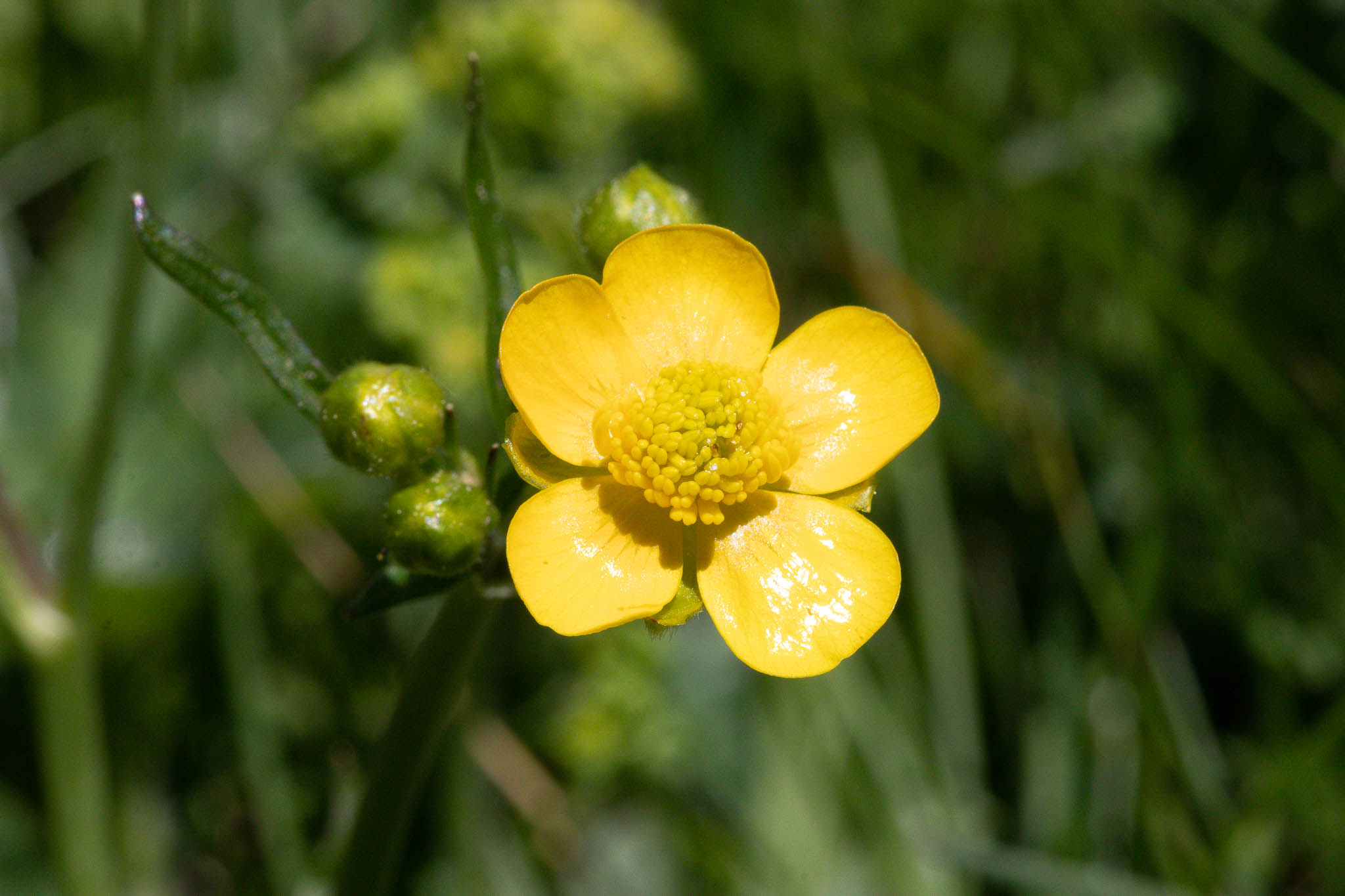 Macro close-up of a buttercup reflecting the sunlight... were you ever aware of all that structure in these flowers?