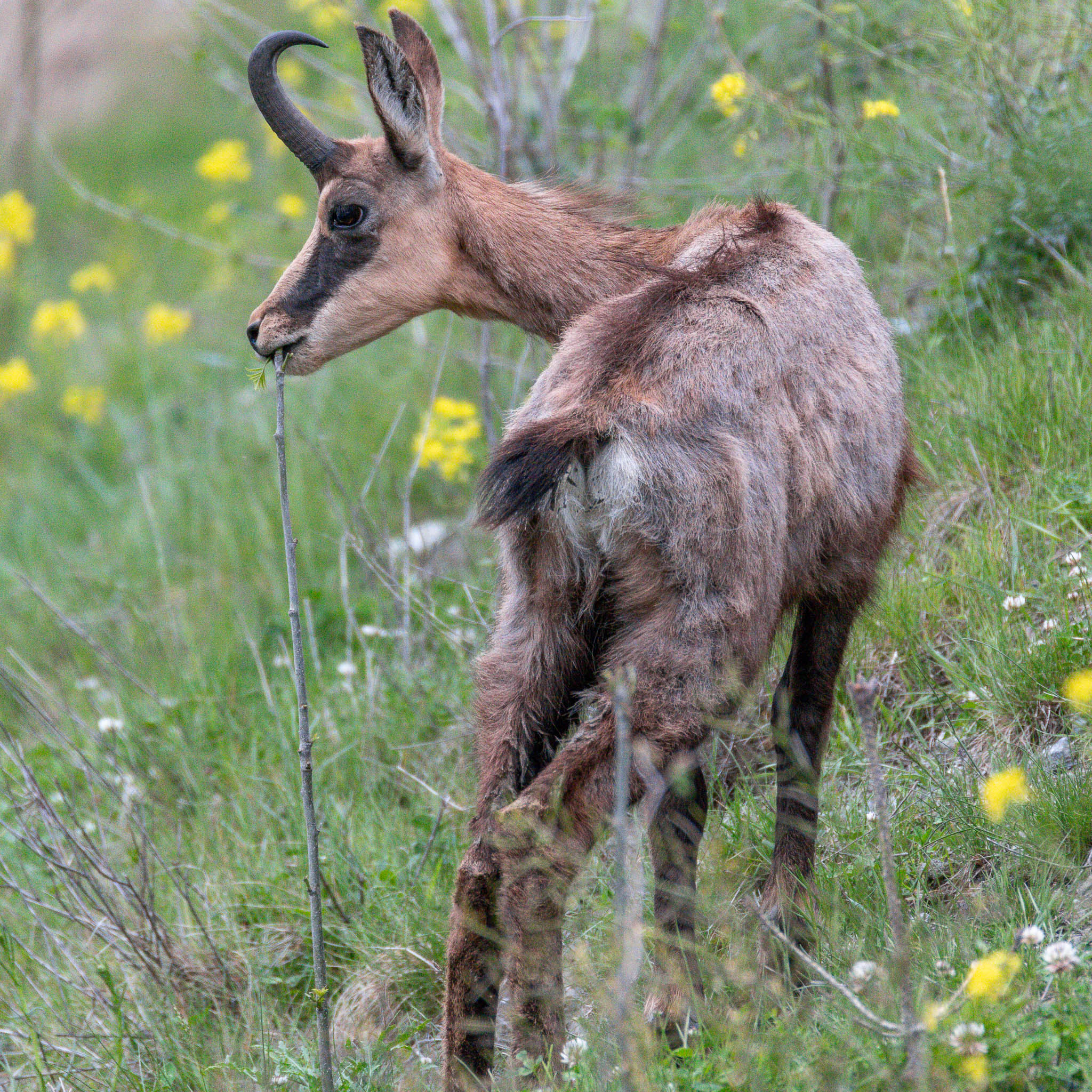 The strange fact, that I have only seen chamois in areas that are mainly inhabited by humans is still puzzling me. This one is enjoying a feast in middle of a quarry.