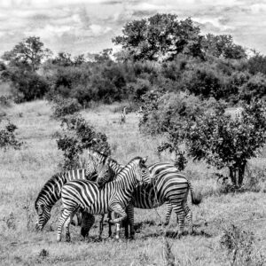 Can you figure out what part belongs to which zebra?