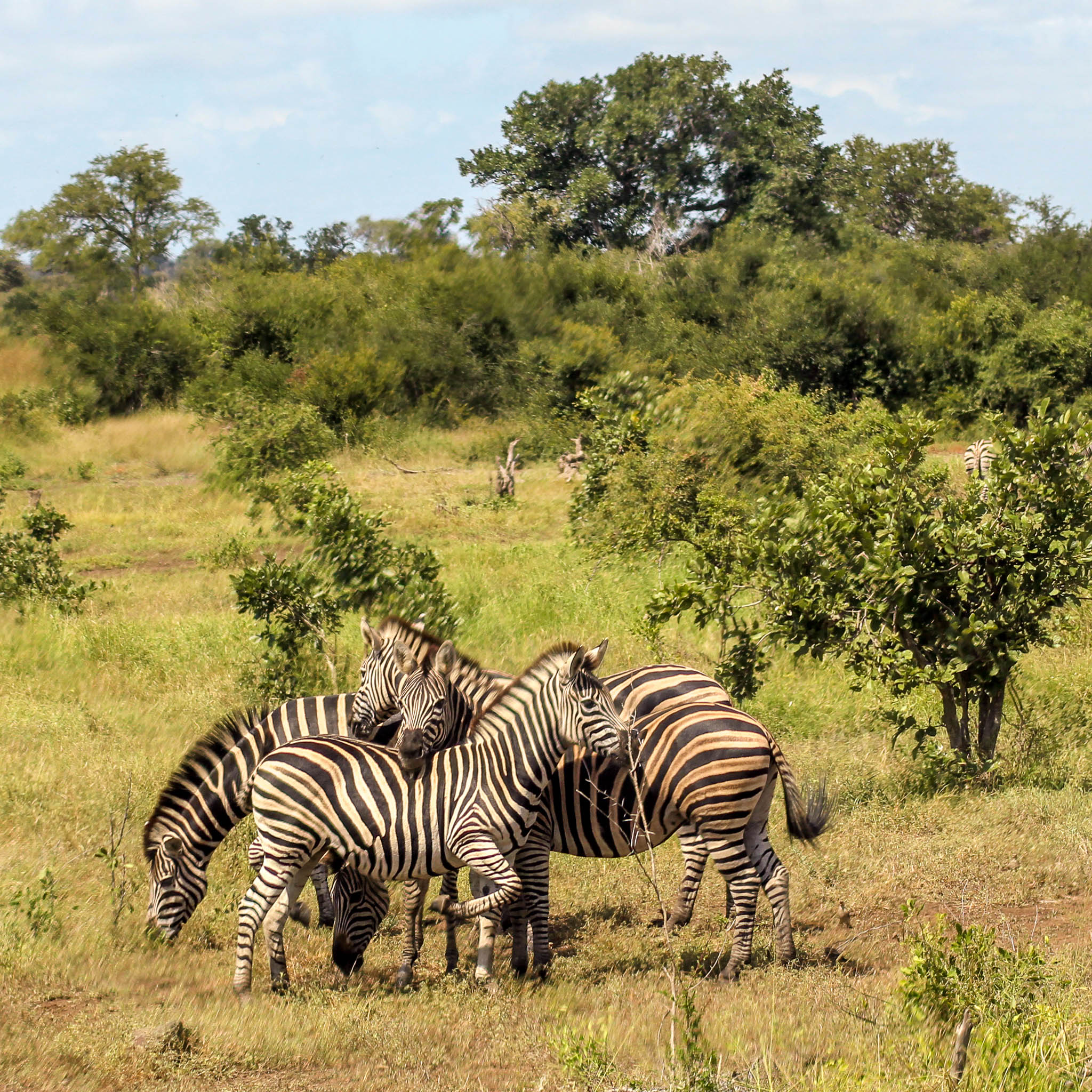 Friendship among Zebras, each of them does seem to have a unique pattern of stripes