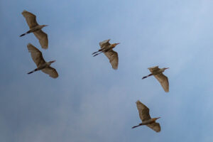 Cattle egrets flying in flocks overhead, the first time I got nice pictures of birds flying