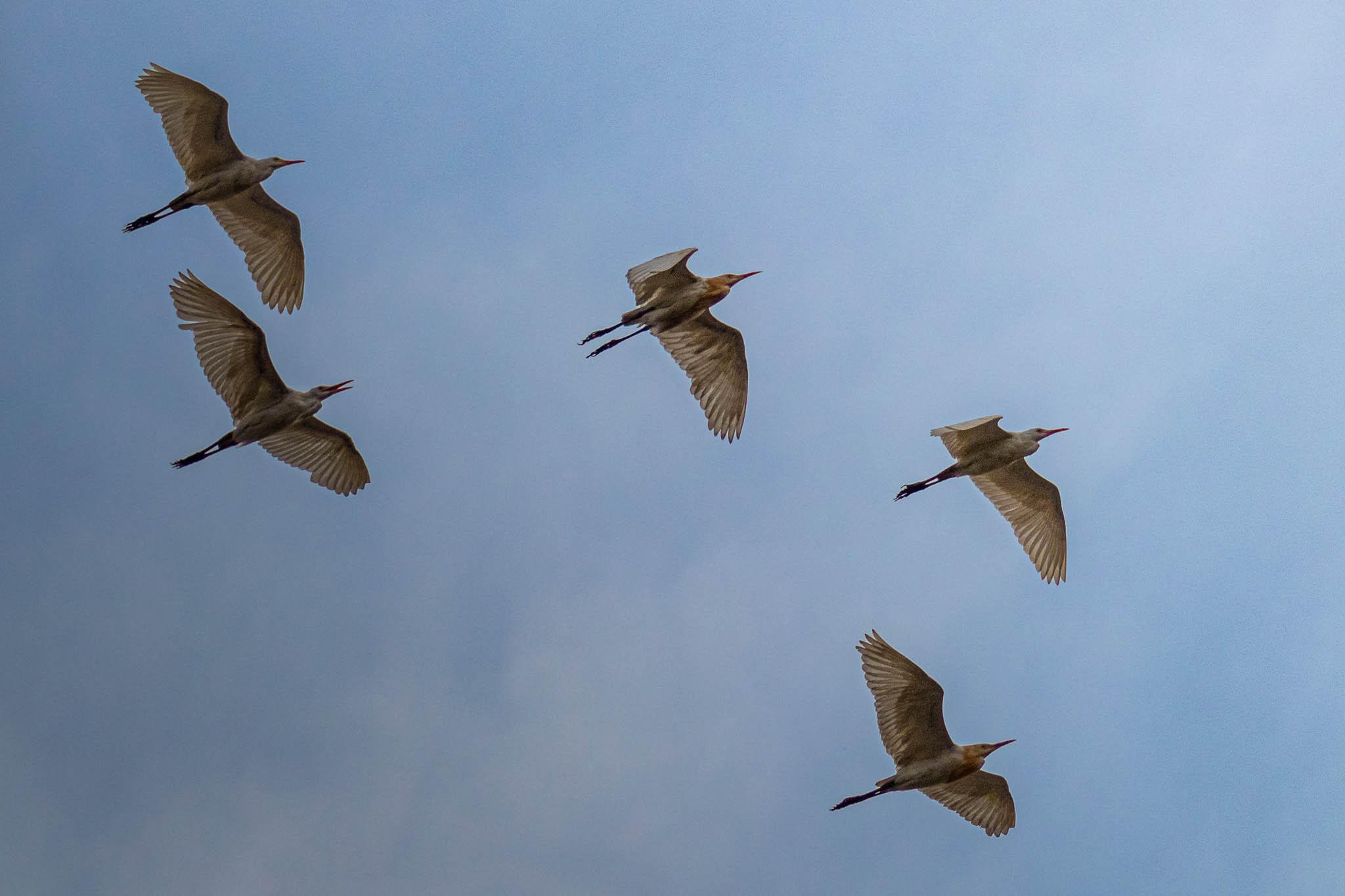 Egrets in Flight Cattle egrets flying in flocks overhead, the first time I got nice pictures of birds flying