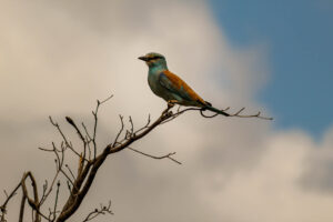 This beautiful European Roller was perching nicely on this dry branch in Kruger National Park