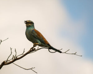 Perching on his branch this beautiful roller was enjoying the morning