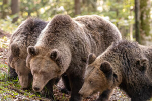 In Slovenia where there are a lot more bears than there are in Austria I was lucky to see this mother bear with her cubs