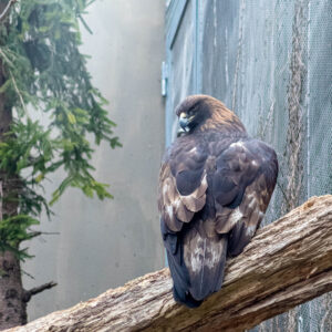 One of the rare occasions I felt that a photo taken at a zoo had something special. I have not had the opportunity yet to see a golden eagle in the wild.