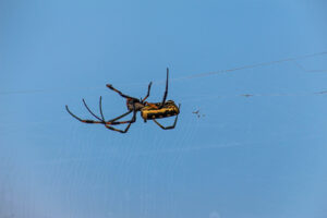 This female Golden Orb Spider, roughly 30mm in sizes is weaving her big web in Kruger National park. Her web was at least 2 meters wide and the silk is actually as golden as her back, unfortunately the photo did not show that detail