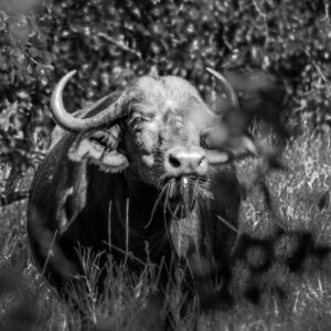 One of the big Five: These massive grazing creatures knows very well how to defend themselves and their herd