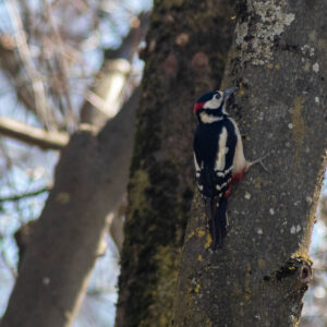 Becoming aware of the roll of woodpeckers in the ecosystem is quite interesting,  freeing trees of intruding insects and creating homes for many other species.