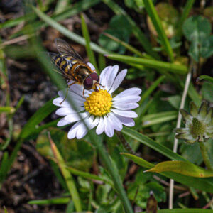 Isn't a daily a lovely feast for such a little hoverfly?