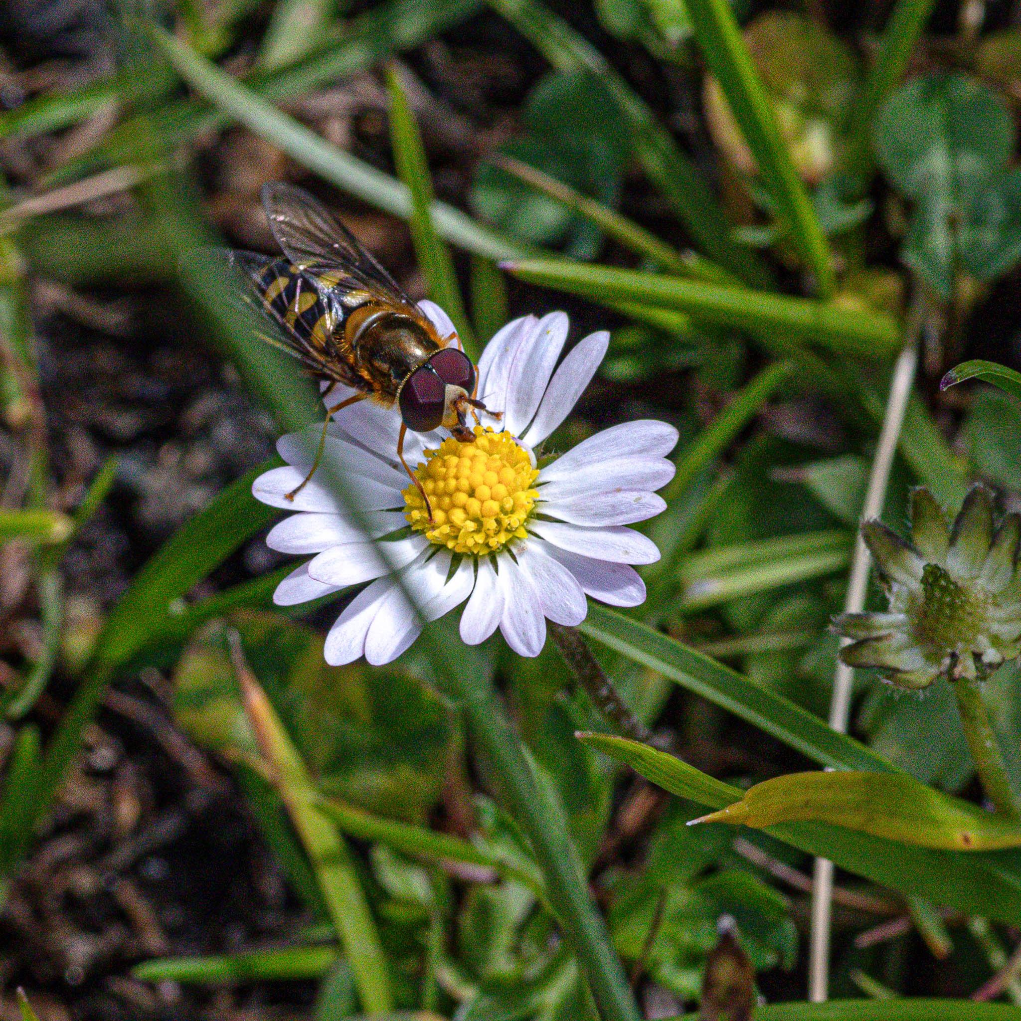 Isn't a daily a lovely feast for such a little hoverfly?