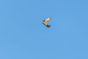 As kestrels have their own way of hunting, by hovering over the field before darting down onto their prey, this one is just showing nicely how that is done.