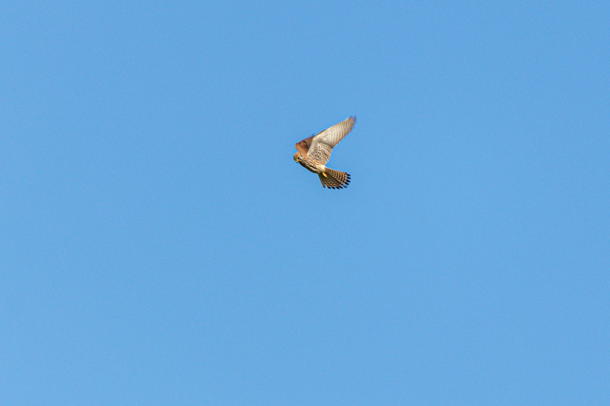 As kestrels have their own way of hunting, by hovering over the field before darting down onto their prey, this one is just showing nicely how that is done.