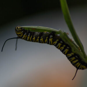 A very hungry caterpillar is eating away the leaf that he is holding on to...