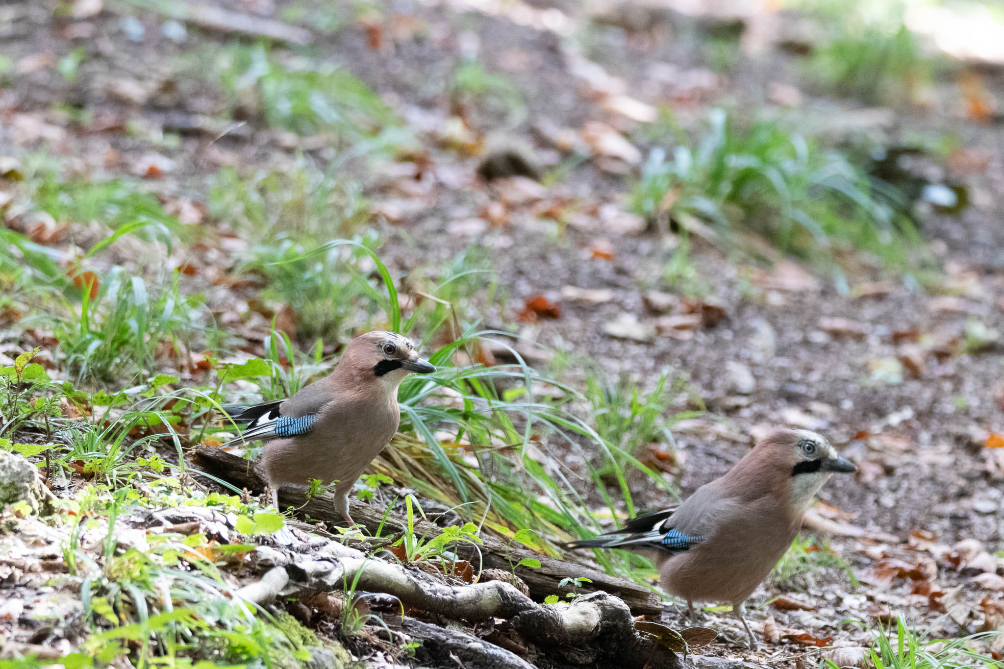 While sitting in the hide looking out for bears all these jays were coming by to play
