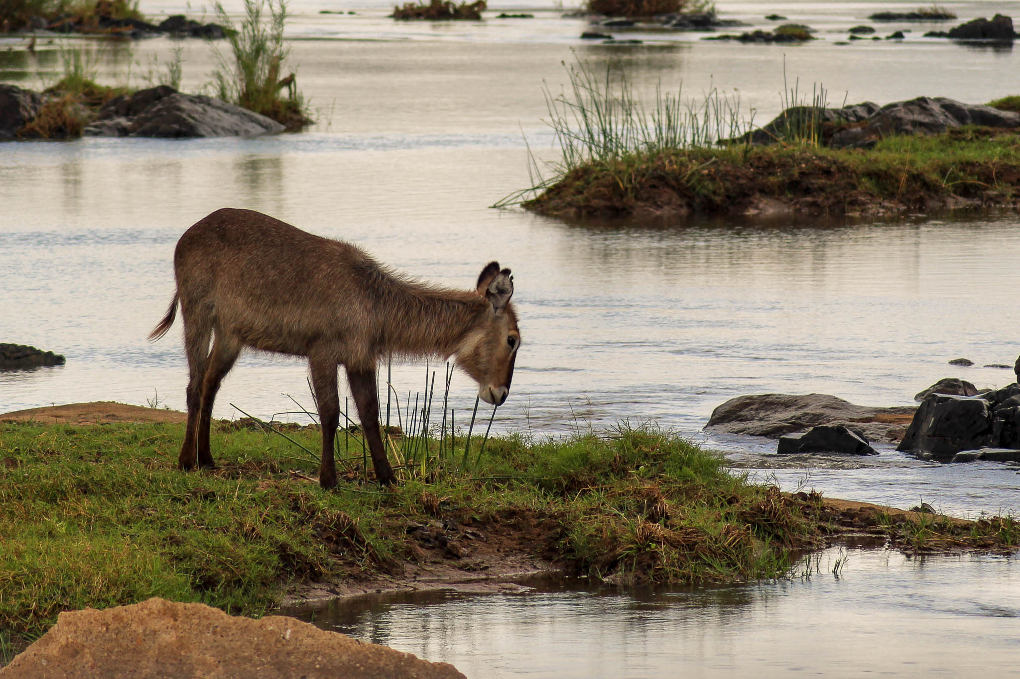 This juvenile Water Buck seemed to roam all on his own in the middle of the river, no family in sight