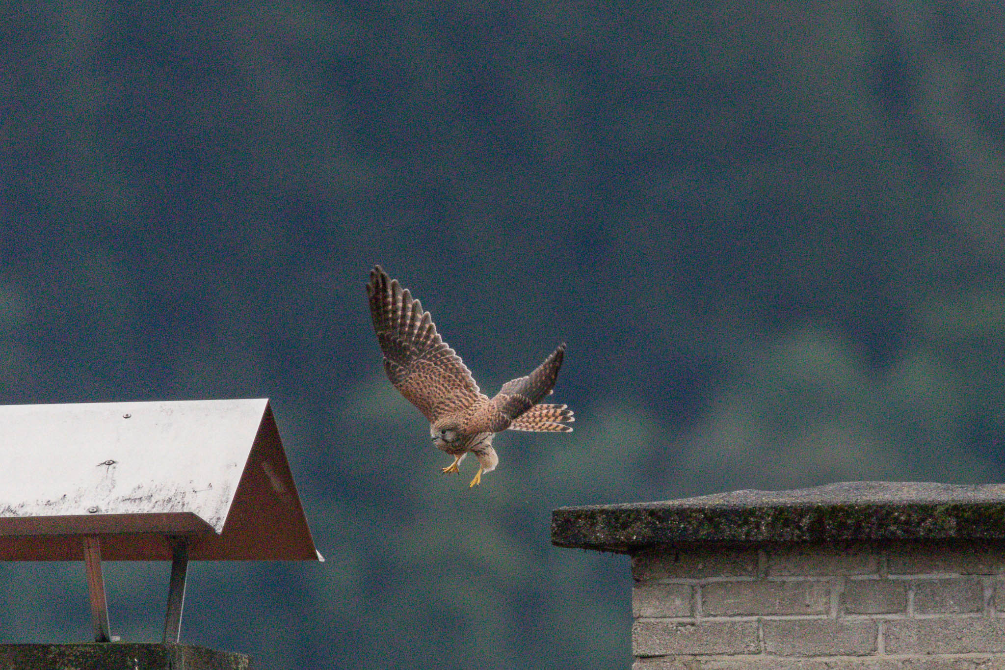 Kestrel in Flight This kestrel had been sitting on the chimney, then decided to take off to chase some pigeons away.