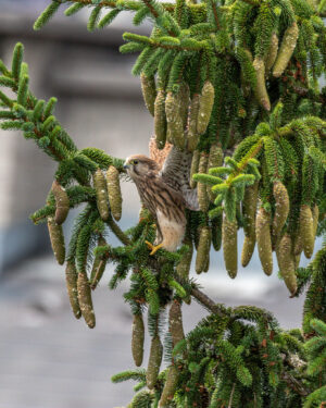 Not quite ready to take off this female kestrel was stretching her wings on a spruce tree in courtyard of my apartment. This family of kestrels found themselves a comfortable home next door to me.