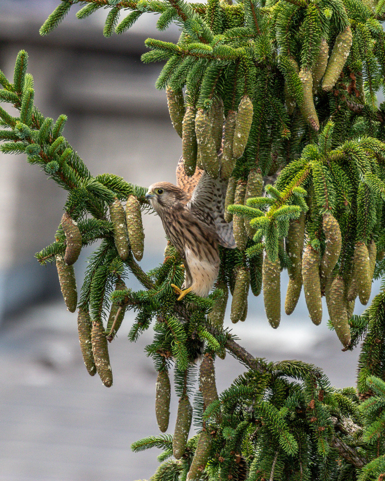 Not quite ready to take off this female kestrel was stretching her wings on a spruce tree in courtyard of my apartment. This family of kestrels found themselves a comfortable home next door to me.