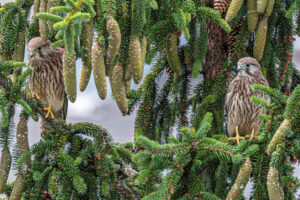 Two kestrels in a tree in the middle of the city. Having a comfortable home on one of the buildings surrounding this tree this mother kestrel shows her young one different types of perches.