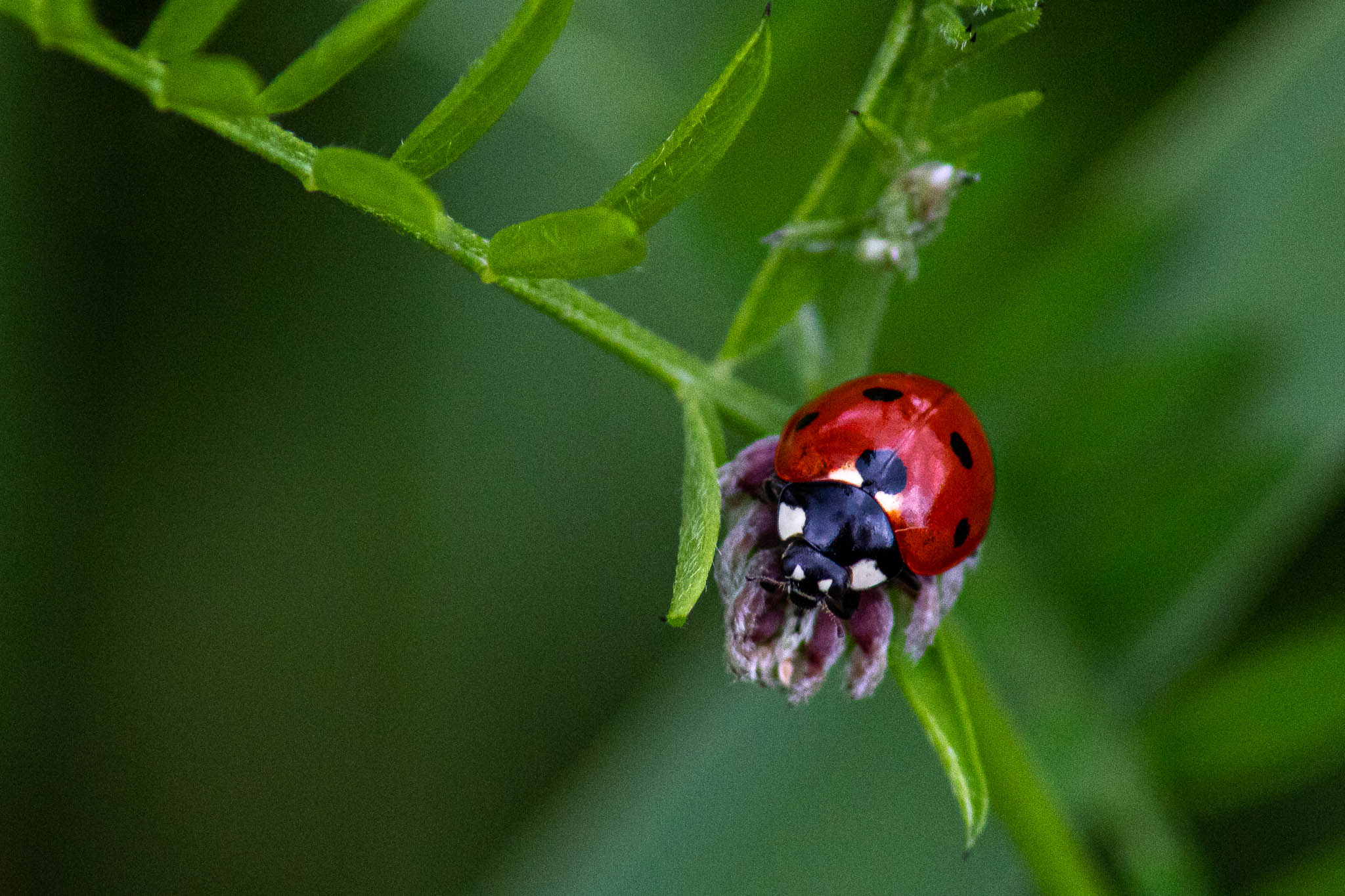 Close-up of a ladybird feeding from aphids off the plants