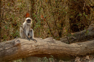 This langur I did not have to look up to, but could take the photo on eye level.