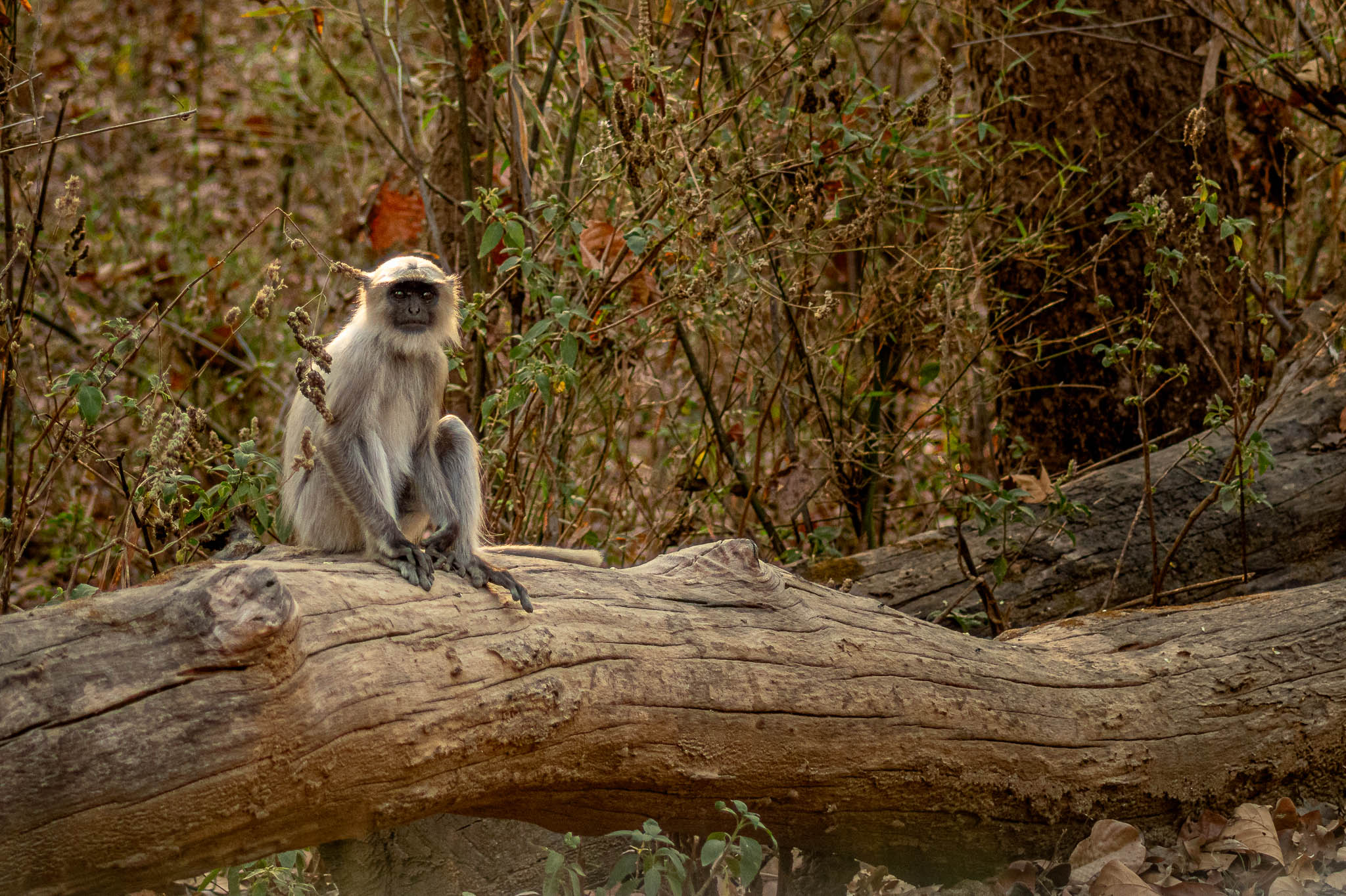 This langur I did not have to look up to, but could take the photo on eye level.