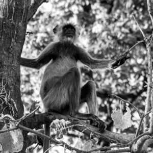 A langur sitting comfortably in the tree paying no attention to humans walking past.