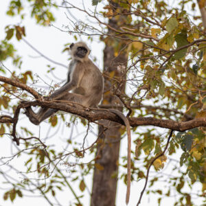 Going to India to see Tigers in Kanha Tiger reserve, I obviously ran into much more animals that would be a Tiger's prey than tigers, just like this langur sitting up in the tree on guard,