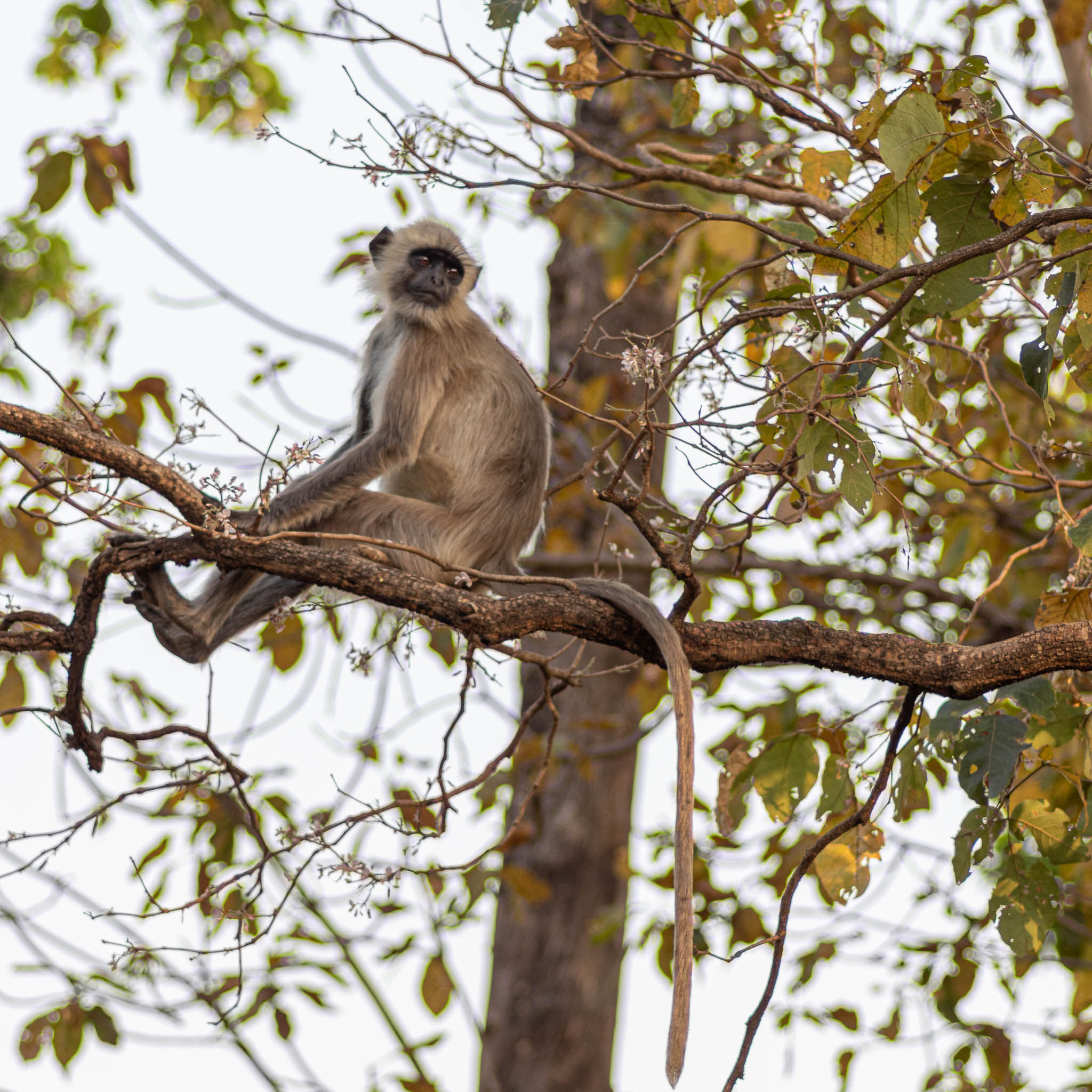 Langur on a tree Going to India to see Tigers in Kanha Tiger reserve, I obviously ran into much more animals that would be a Tiger's prey than tigers, just like this langur sitting up in the tree on guard,