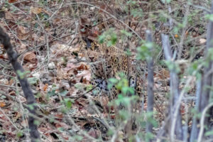 Out on a tiger safari in India in Kanha National Park, on the way back this female leopard right next to the road. This photo clearly shows us the purpose of the spots, hiding this beautiful cat very well. This was quite an experience having her look at us this quietly