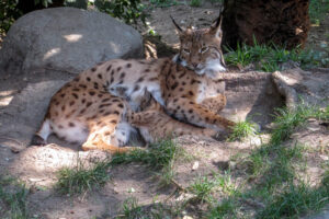 The Alpenzoo in Innsbruck is always proud to how their family of lynx, And the mother clearly does not mind the visitors.