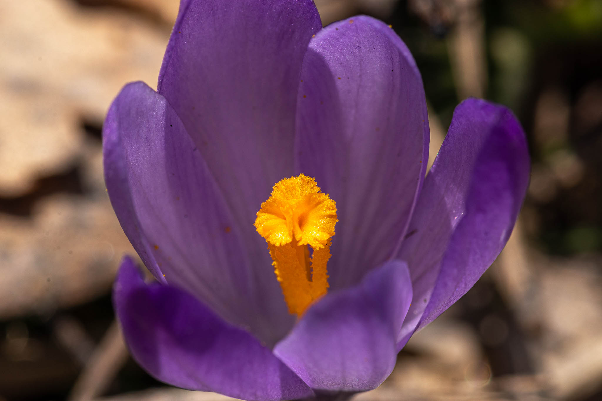 Macro Crocus Crocus are covering the fields here as soon as the snow has melted. This macro shot gives a lot of details that we normally are not aware of.