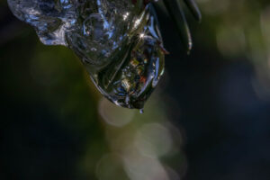 The drop of water from melting snow is working like a prism and a lens, catching the sun rays.