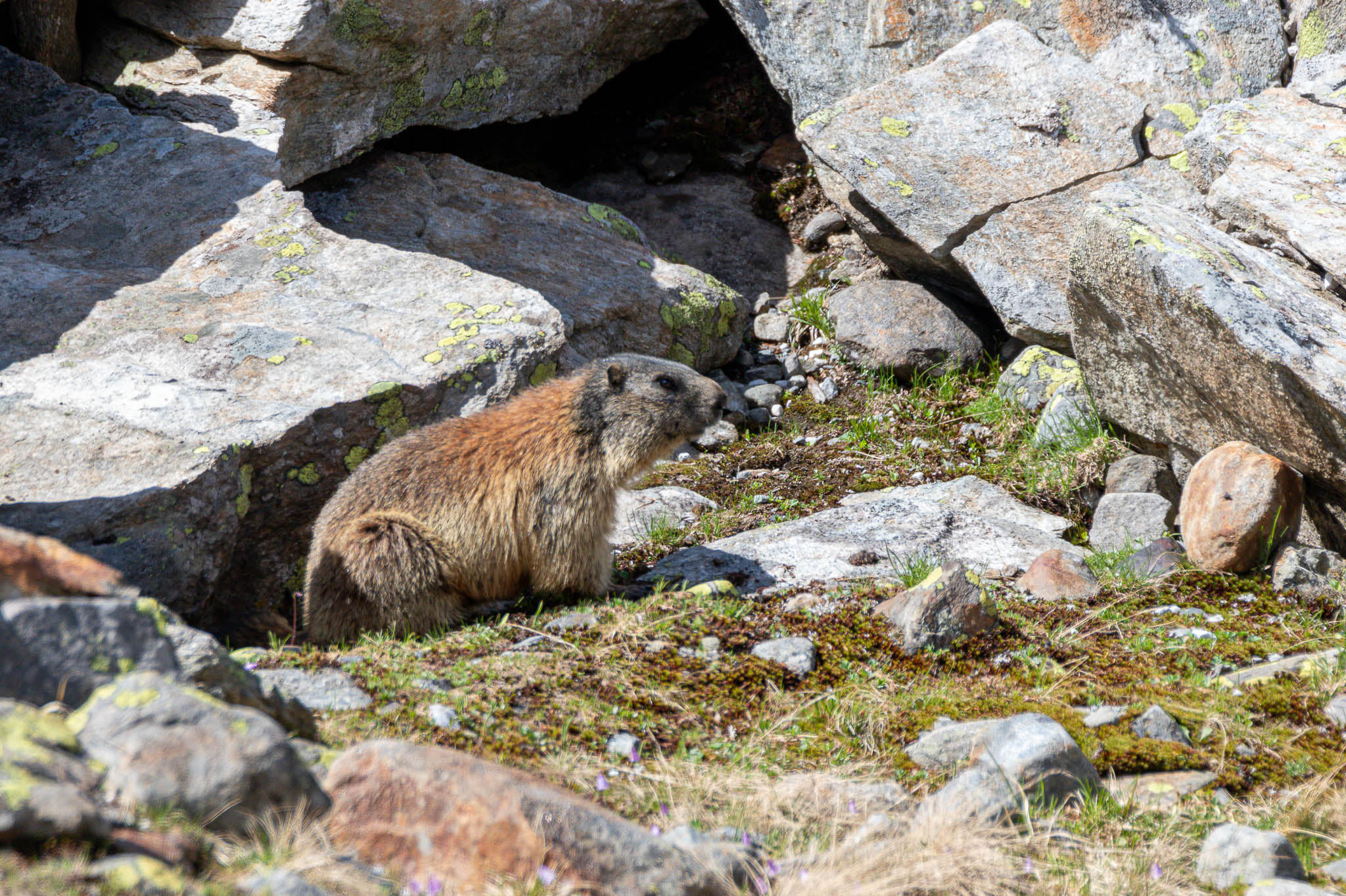On a hike down from a glacier the movement of 2 bushy tails got my attention. This marmot and his friend were playing around for more than 10 minutes. They did not seem to mind us humans much.