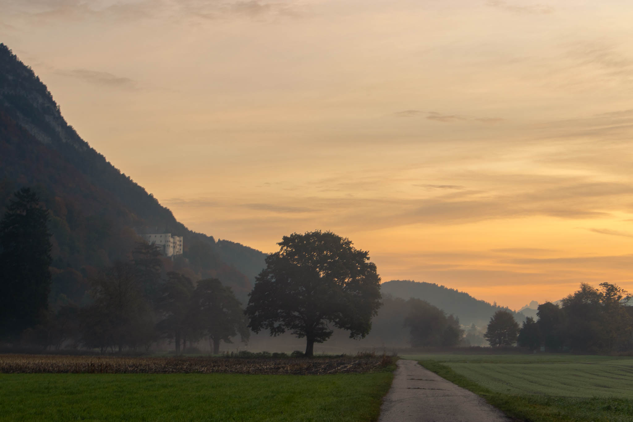 This lone tree in the fields.