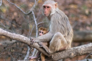 A gentle mother tending to her little one. Letting him explore while making sure he is safe.
