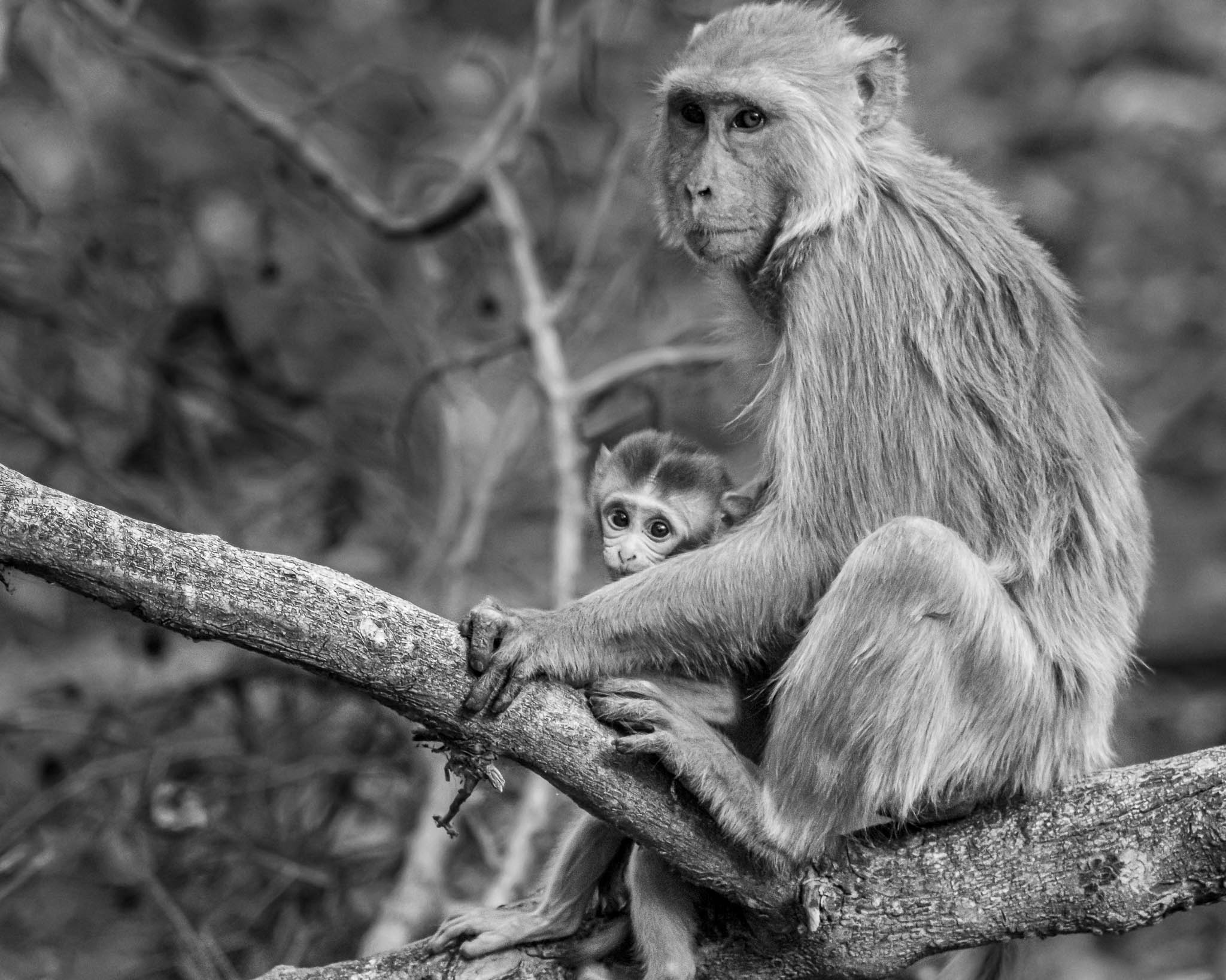 A gentle mother tending to her little one. Letting him explore while making sure he is safe.