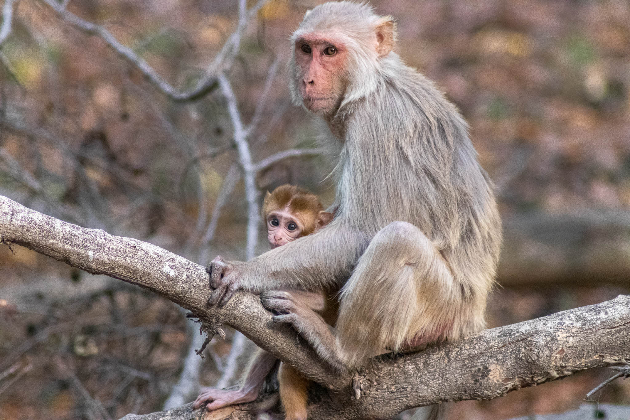 A gentle mother tending to her little one. Letting him explore while making sure he is safe.