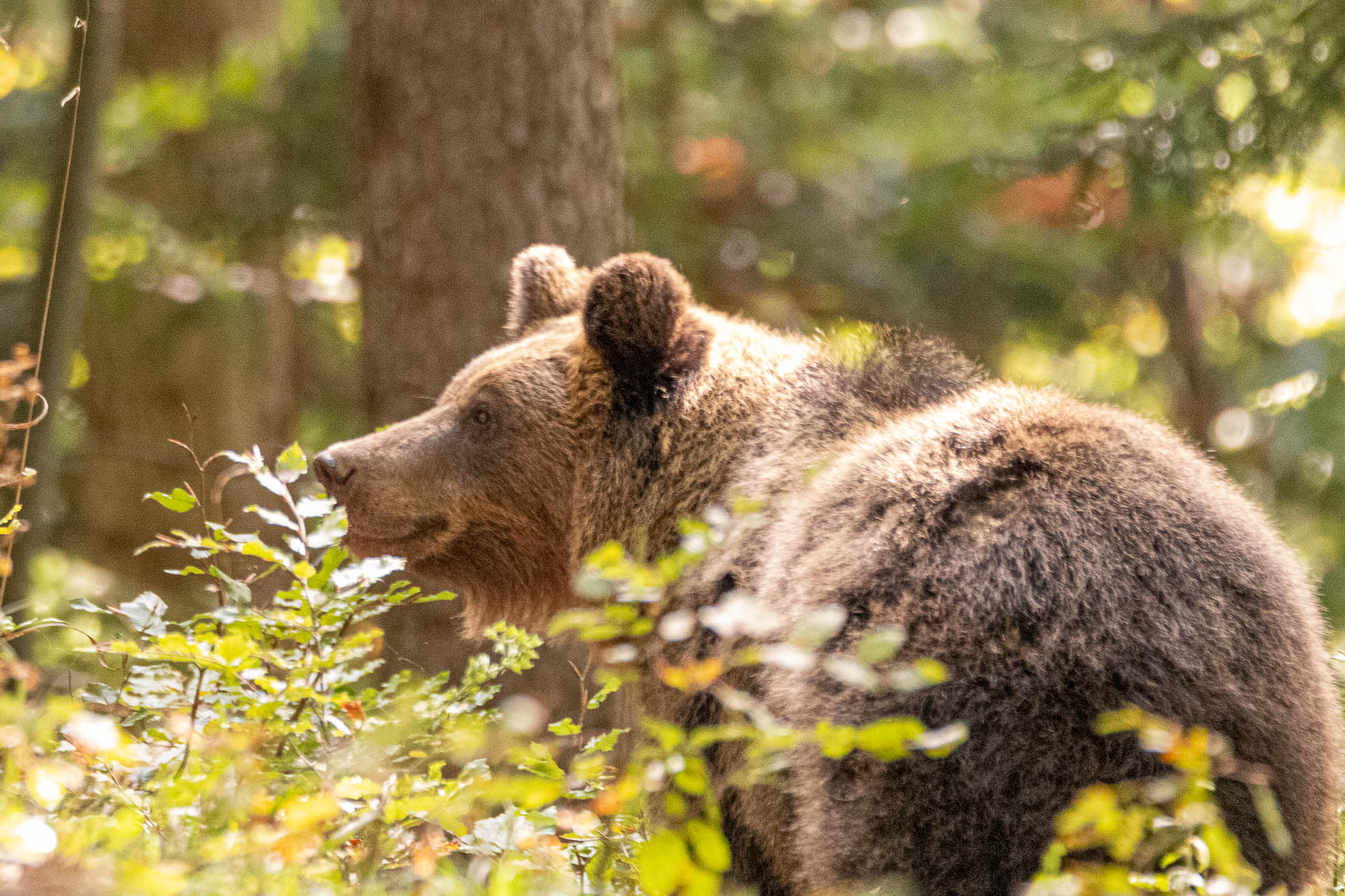Observing Mother Bear Mother bear looking out for her youngsters