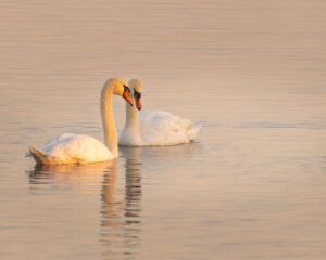 Spending the morning at Chiemsee, arriving in the dark, eventually as the light was right also these two swans joined up together like this.