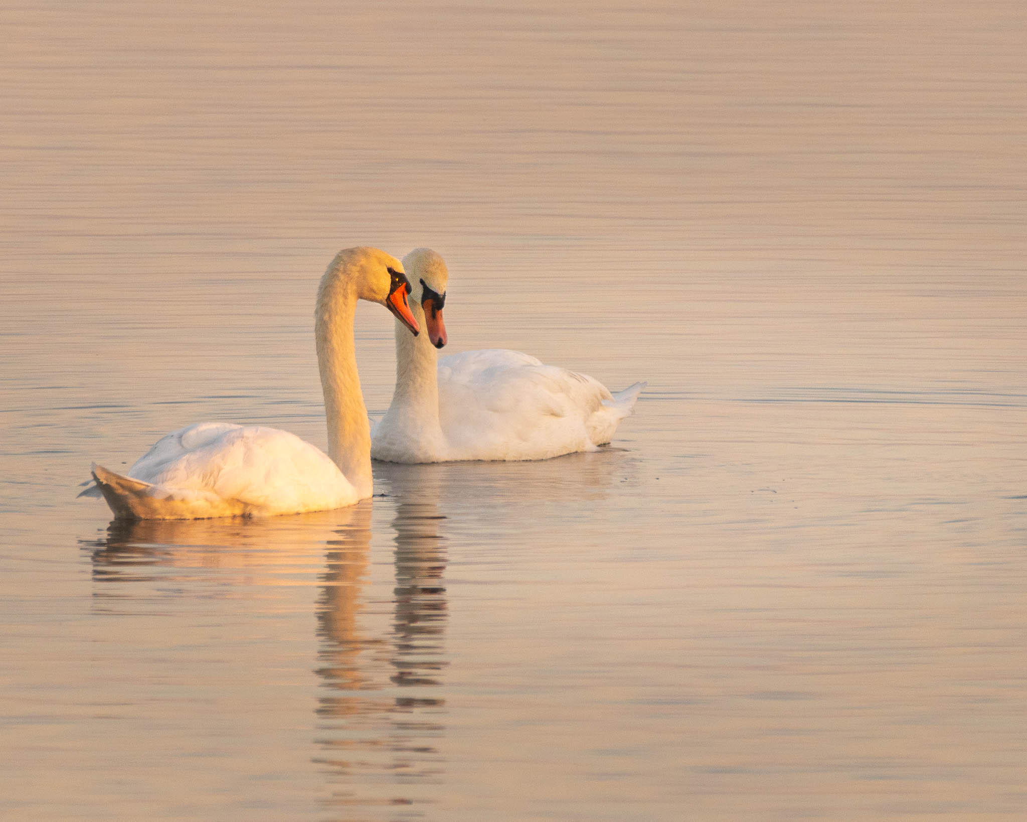 Spending the morning at Chiemsee, arriving in the dark, eventually as the light was right also these two swans joined up together like this.