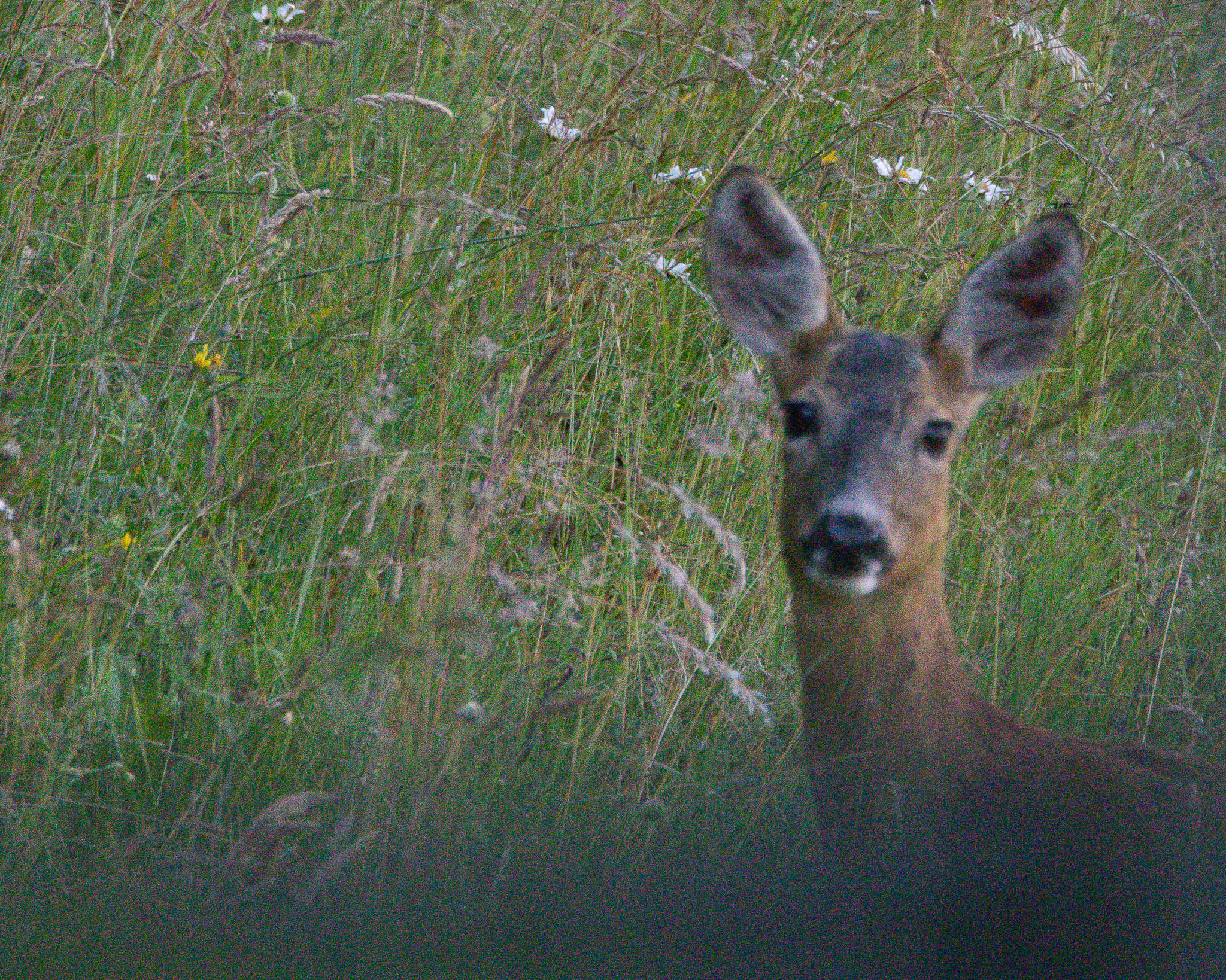 Roe Deer Portrait After running away for a bit, this deer seemed to feel quite safe in the tall meadow, looking straight at me between the fence rails.