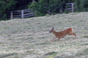 On an evening walk this deer was in the fresh hay, chasing after a blackbird, having some fun after plenty of dinner.
