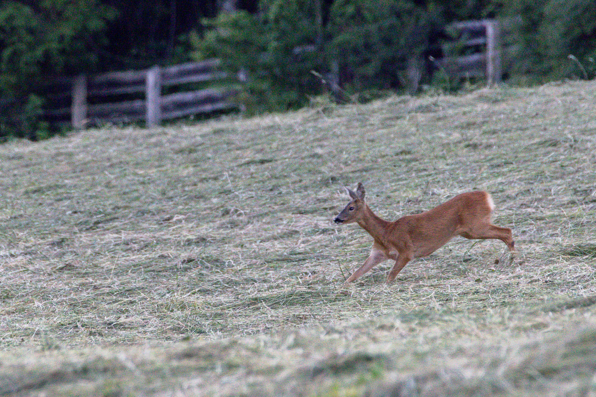 On an evening walk this deer was in the fresh hay, chasing after a blackbird, having some fun after plenty of dinner.