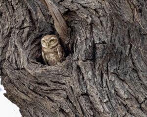 a cute owl looking out of his cave at us during daylight hours