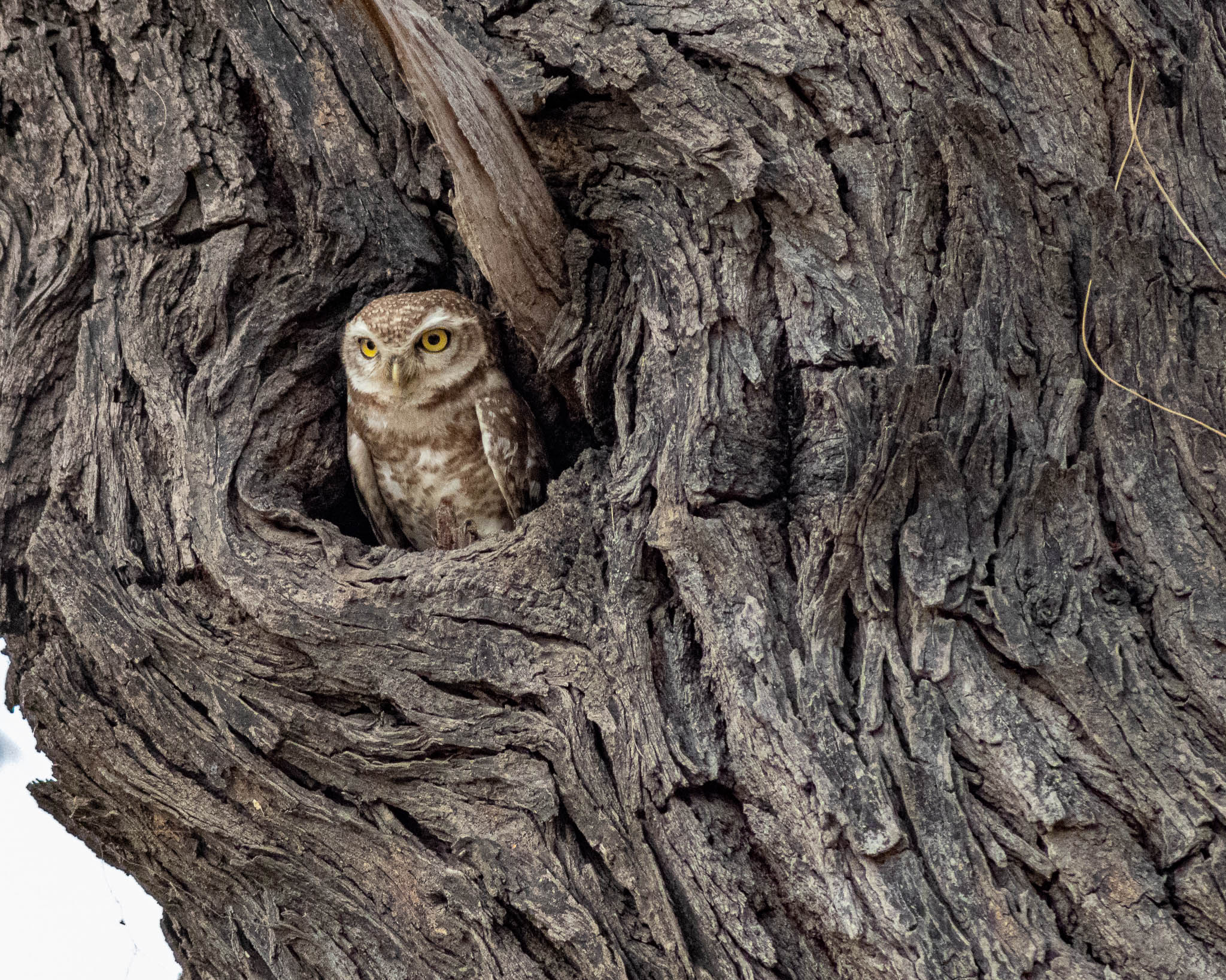 a cute owl looking out of his cave at us during daylight hours