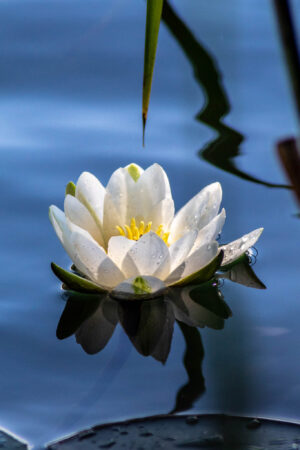 The beauty of simplicity in nature